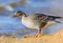 Goose gumennik bird. Описание, характеристики, начин на живот и околната среда